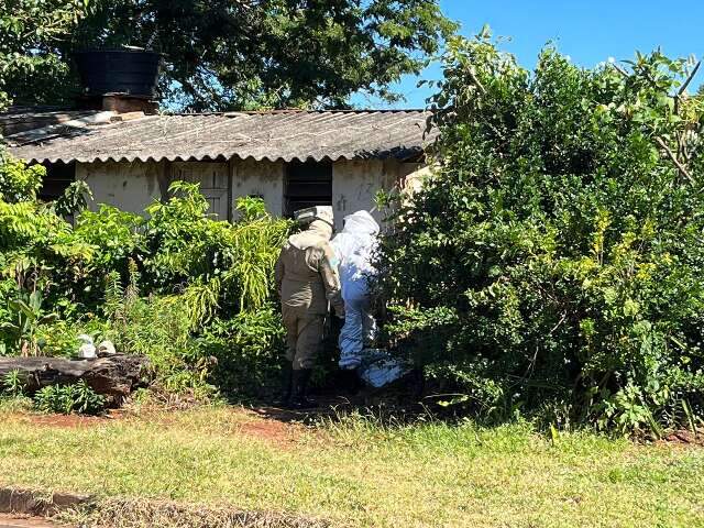 Idoso passa momentos de terror e leva mais de 50 picadas em ataque de abelhas