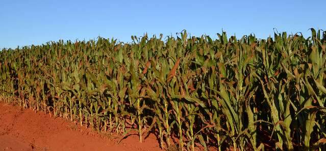 Monitoramento afirma que El Niño já afeta áreas produtoras de milho