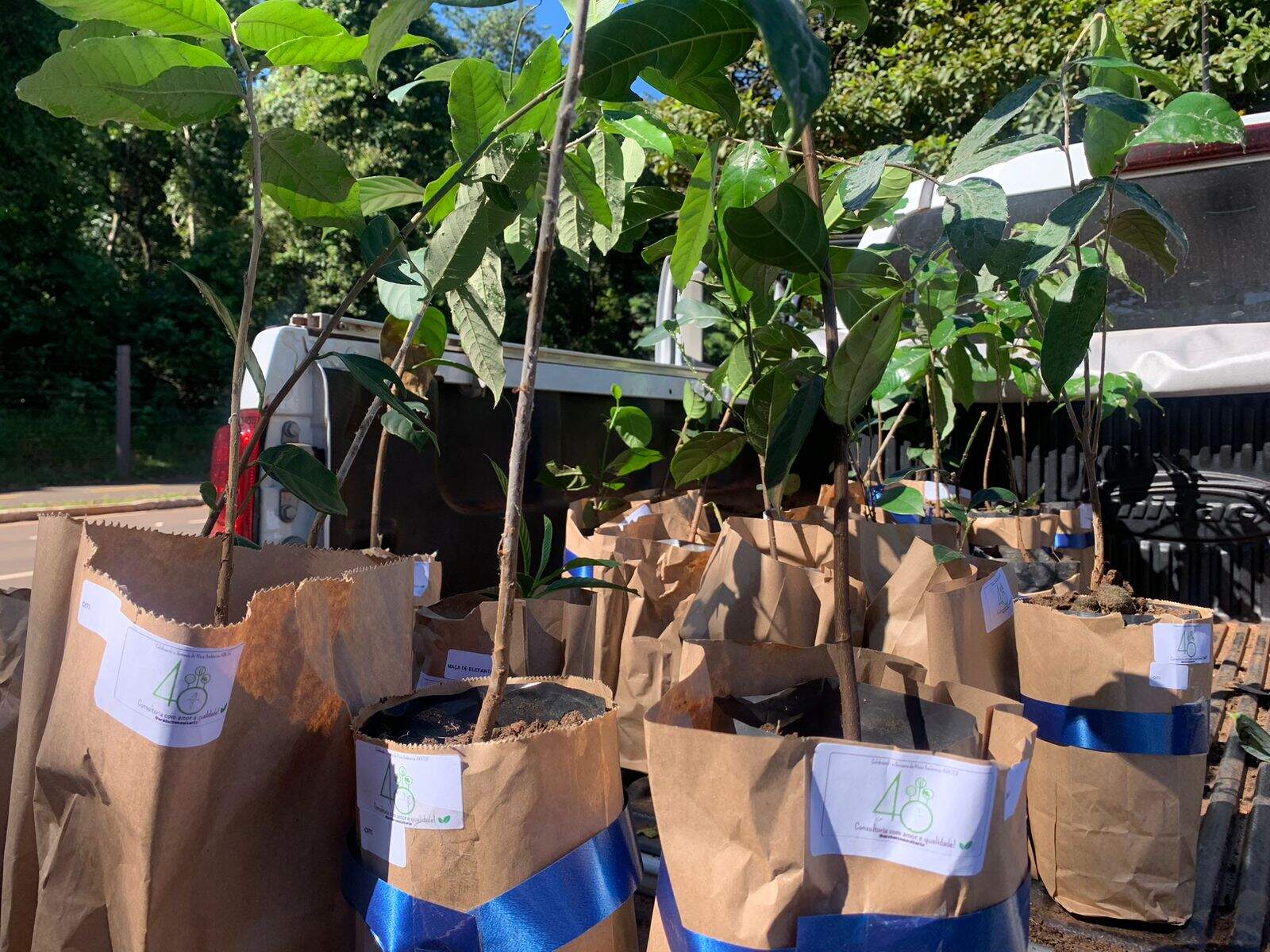 Ação distribui 150 mudas de ipês e árvores frutíferas neste domingo 