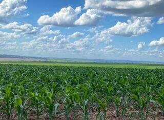 Plantação de milho em propriedade rural sul-mato-grossense; variações atingem todas as fases das plantas. (Foto: Divulgação/Aprosoja-MS)