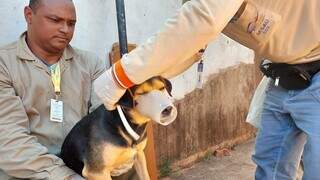 Agentes do CCZ colocando coleira repelente em cachorro (Foto: Divulgação)