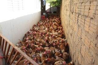Corredor lotado em casa na área urbana onde galinhas morriam por desnutrição (Foto:Alex Machado)