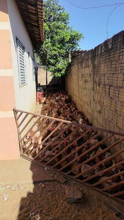 Polícia fecha abatedouro clandestino de cavalos em Quitandinha