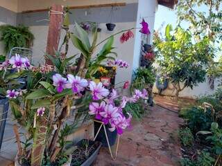 Jardim de Sônia foi expandido até para a calçada de casa, apesar do espaço já ser grande. (Foto: Aletheya Alves)