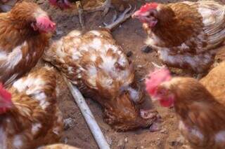 Galinha morta ao centro, em meio a outras galinhas (Foto: Alex Machado).