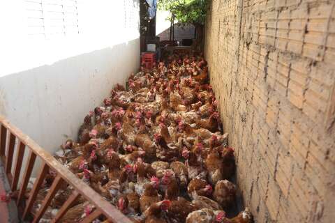 Sem comida, aves criadas de forma insalubre se alimentavam de galinhas mortas