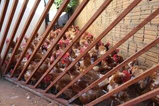 Galinhas estavam em casa no Bairro Parque do Lageado, em Campo Grande. (Foto: Alex Machado)