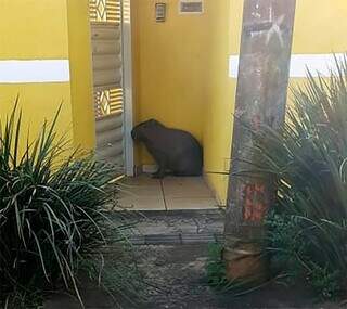 Capivara na Rua Damasco, na Vila Palmira, região do Bairro Santo Amaro. (Foto: Direto das Ruas)