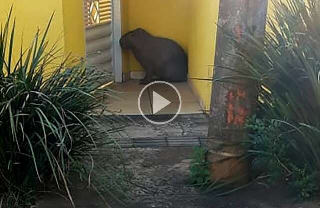 Assustada, capivara tenta se esconder em frente a port&atilde;o e chama aten&ccedil;&atilde;o