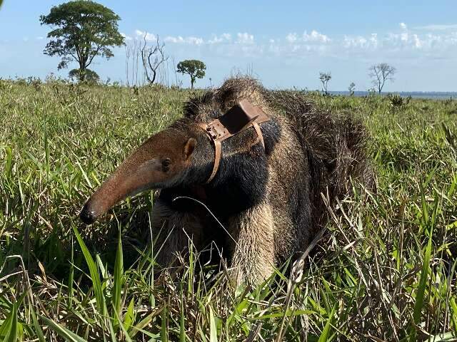 Estudo aponta que durante isolamento animais silvestres circularam mais