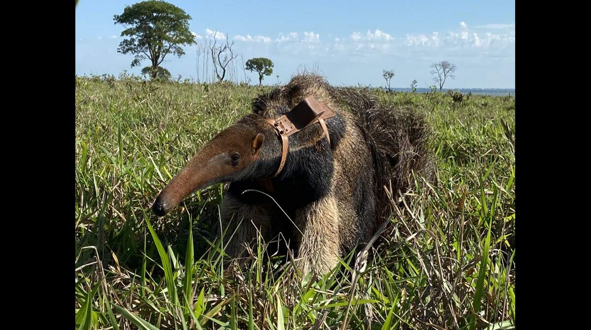 Do touro Budu à onça, os bichos que provocaram comoção em 2020 - Meio  Ambiente - Campo Grande News