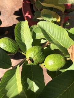 Goiaba é uma das frutas favoritas do quintal dos moradores. (Foto: Jéssica Fernandes)