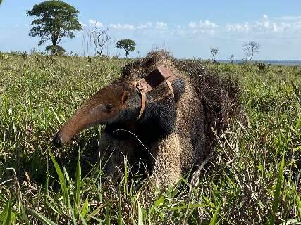 Estudo aponta que durante isolamento animais silvestres circularam mais