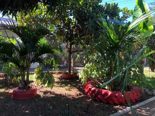 Jardim marcado pela cor vermelha garante fruta o ano inteiro para casal