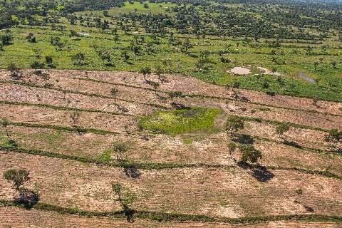 Mato Grosso do Sul teve redução de 12% na área desmatada em 2022