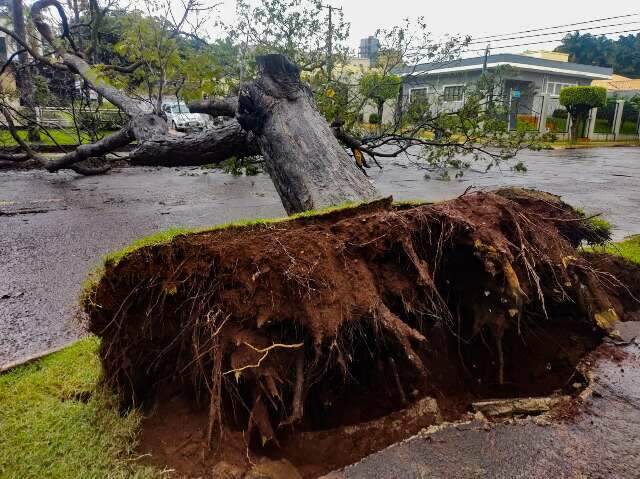 &Aacute;rvore de grande porte cai e interdita trecho da Rua 15 de Novembro