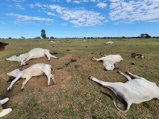 Animais morreram de hipotermia na região de Rio Verde do Mato Grosso e Nhecolândia (Foto: Iagro).