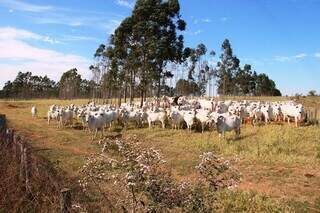 Rebanho bovino criado a pasto em MS; Estado tem plantel de 18,6 milhões de cabeças. (Foto: Arquivo/Governo MS)
