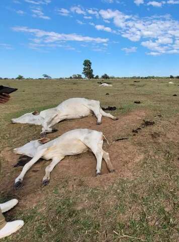 Baixa temperatura mata 1.071 bois no Pantanal em dois dias