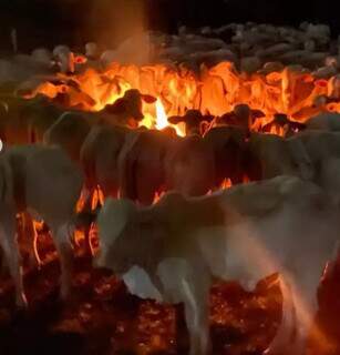 Durante madrugada gelada, animais se esquentam em fogueira para espantar frio. (Foto: Redes sociais)