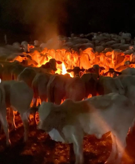 Com medo de perder rebanho para o frio, pecuaristas fazem fogueira para o gado 