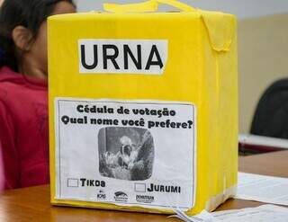 Urna utilizada para votação do nome do tamanduá-bandeira. (Foto: Divulgação/Prefeitura de Aquidauana)