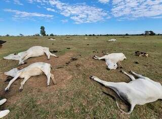 Animais morreram de hipotermia na região da Nhecolândia. (Foto: Reprodução/Iagro)