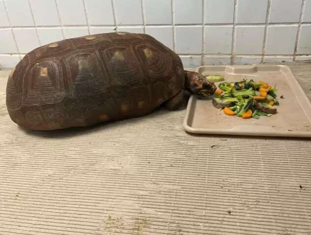 Com comida quentinha e aquecedores, animais t&ecirc;m cuidados especiais no Bioparque