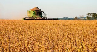 Colheitadeira avança sobre área cultivada com soja; grão é o principal produto da agricultura de MS. (Foto: Arquivo Governo MS)