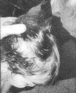 Mãe mostra ferimento na cabeça da filha e questiona padrasto, exatamente 1 ano antes da morte. (Foto: Reprodução)