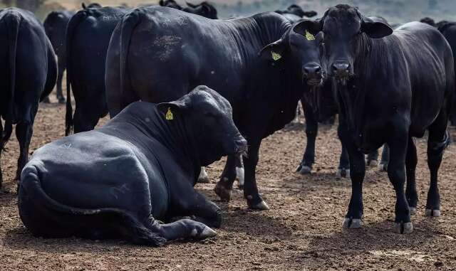 Frente fria causou a morte de quase 3 mil cabe&ccedil;as de gado em MS