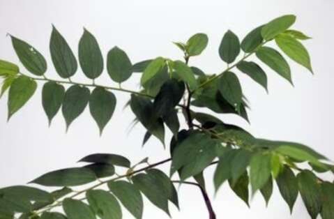 Planta encontrada em Mato Grosso do Sul também produz canabidiol, aponta estudo 