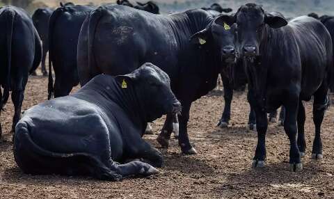 Frente fria causou a morte de quase 3 mil cabeças de gado em MS