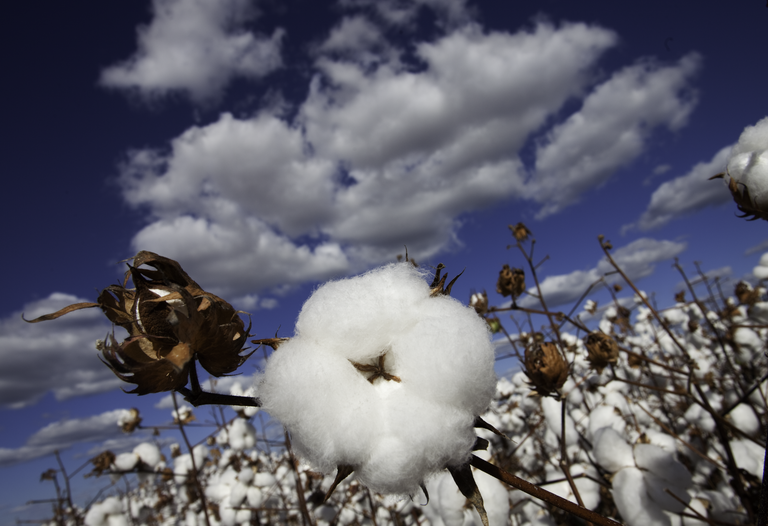 Zoneamento agrícola do algodão começa a valer dia 3 de julho para MS