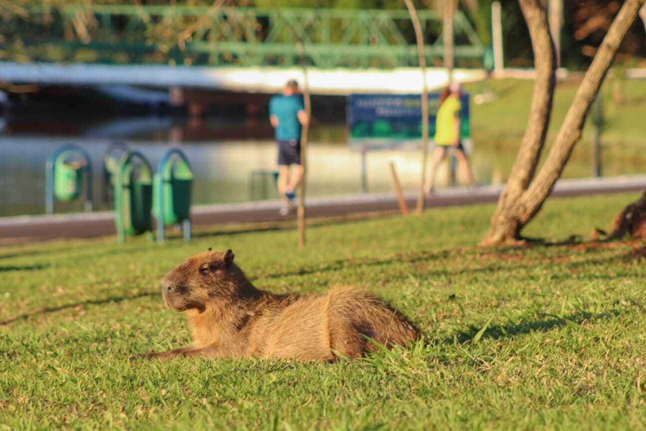 220 melhor ideia de capivara  capivara, capivaras, fotos de capivara