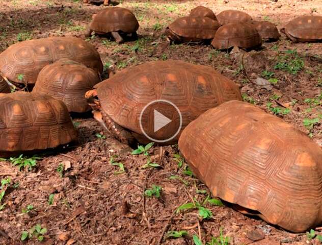 PMA resgata 108 jabutis em cria&ccedil;&atilde;o ilegal e suspeito leva multa de R$ 54 mil