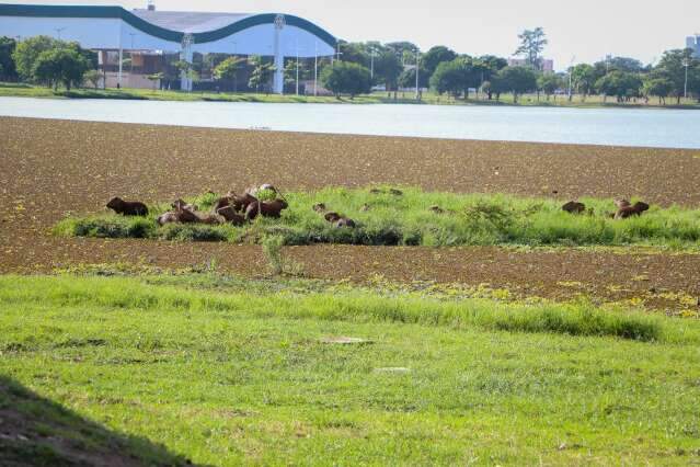 Tr&ecirc;s Lagoas monitora capivaras e risco de febre maculosa