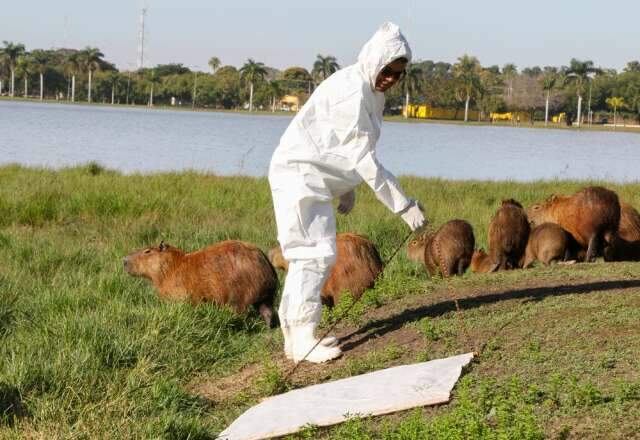 Contra febre maculosa, prefeitura avalia capivaras em Tr&ecirc;s Lagoas