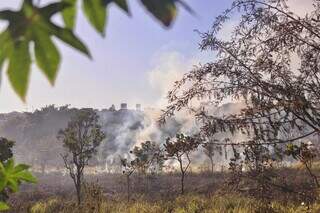 Vegetação do terreno na rua 2 de Outubro é destruída pelo fogo (Foto: Paulo Francis)