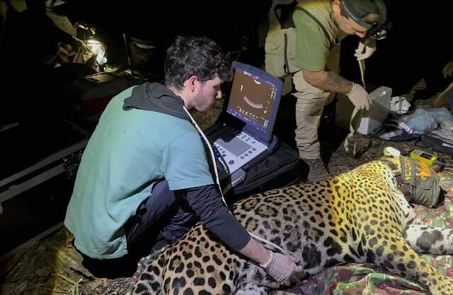 Durante inspe&ccedil;&atilde;o, linhas de pesca s&atilde;o encontradas em fezes de on&ccedil;a-pintada