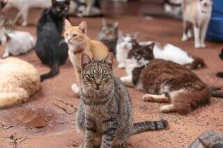 Gatos resgatados pelo projeto Tia Mi e os Pets. (Foto: Marcos Maluf)