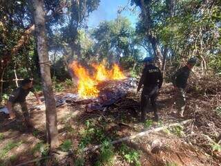 Agentes incineram maconha encontrada em acampamento na fronteira (Foto: Divulgação)