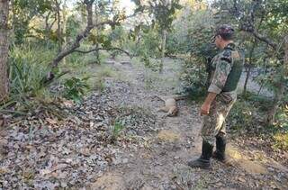 Onça foi morta em fazenda no município de Rio Verde. (Foto: Divulgação/PMA)