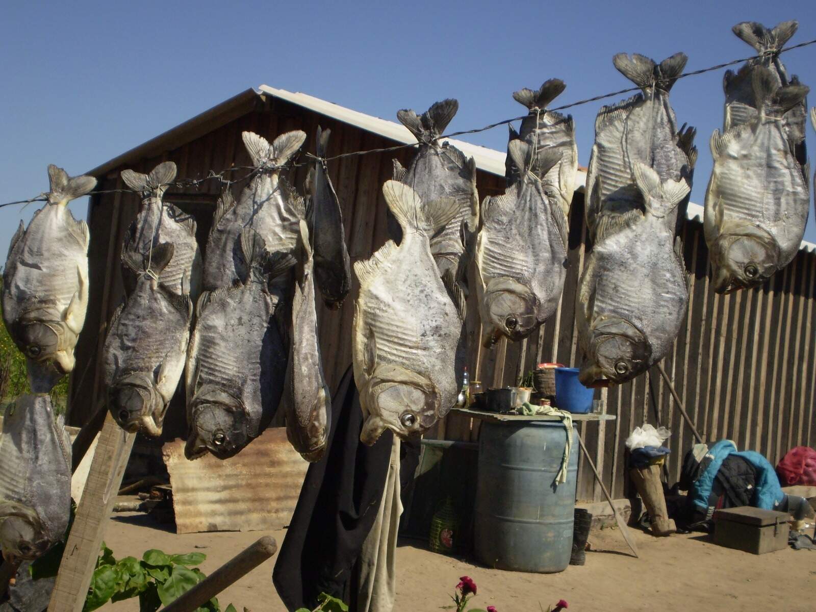 Use a versão mais recente e poderosa do Stockfish diretamente no   