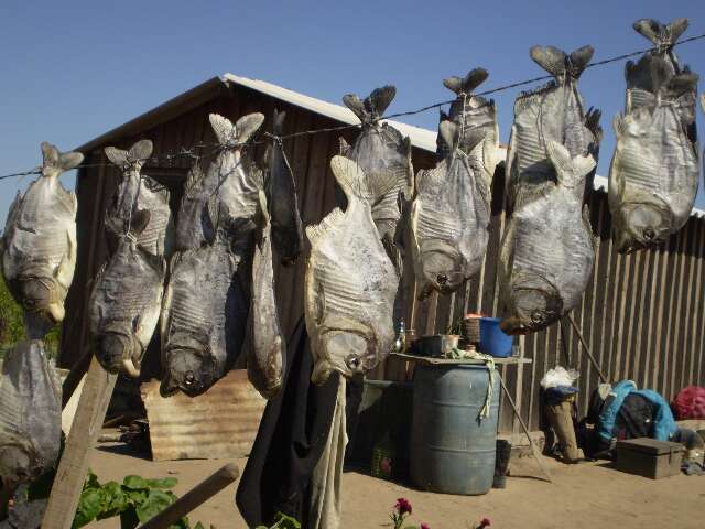 Projeto que pro&iacute;be pesca profissional &eacute; defendido tamb&eacute;m para preserva&ccedil;&atilde;o em MS