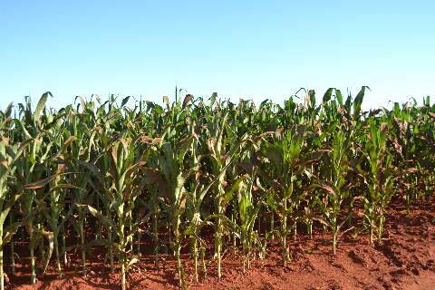 Apesar da seca, MS deve registrar recordes de produção do milho 2ª safra