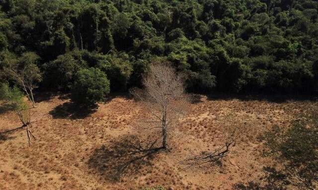 Entra em vigor lei contra o desmatamento criada pela União Europeia