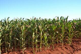 Área cultivada com milho (em maio) na região de São Gabriel do Oeste. (Foto: Arquivo/José Roberto dos Santos)