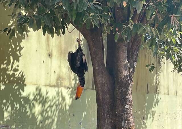 Pedreiro mata a pedradas e amarra tucano de cabe&ccedil;a para baixo 