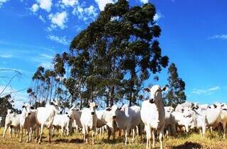 Rebanho bovino em propriedade rural sul-mato-grossense; plantel no Estado é de 18,6 milhões de cabeças. (Foto: Arquivo/Governo MS)